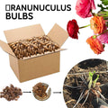 Mixed Ranunculus Flowers Bulbs for Spring Planting, Perennial Flower Bulbs, Early Spring Flower to Plant Outside, Colorful Blooms Groundcover Bulbs, Top Size