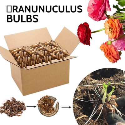 Mixed Ranunculus Flowers Bulbs for Spring Planting, Perennial Flower Bulbs, Early Spring Flower to Plant Outside, Colorful Blooms Groundcover Bulbs, Top Size