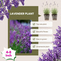 4 Lavender Plants Live Starter Plants Plugs 1-3" in Tall, Hardy Perennial Lavender for Garden and Landscape with Fragrant Purple Blooms, No Pot (Provence)
