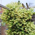 Fragrant Yellow White Climbing Honeysuckle Plant Live Vine, Lonicera Perennial Honeysuckle Plants Bushes Shrubs, 5-10 Inc Tall