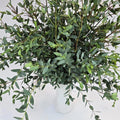 Eucalyptus Plant Live in 2.5" Pot, Parvifolia Eucalyptus Tree Live, Vibrant Blue-Green Small Leaf, Fragrant, Starter Plants, Cold Hardy, Dormant in Winter