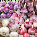 1 Pound Garlic for Planting in Fall Mix Random Softneck Hardneck, 8-10 Assorted Garlic Bulbs for Planting, Fresh and High Yield Bulb Variety Pack, Hardy and Fast Growing