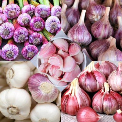 1 Pound Garlic for Planting in Fall Mix Random Softneck Hardneck, 8-10 Assorted Garlic Bulbs for Planting, Fresh and High Yield Bulb Variety Pack, Hardy and Fast Growing