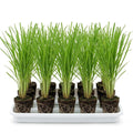 10 Perennial Lemon Grass Plants Live, Lemongrass Plants Stalks, Ready to Plant Herb, Size 5-9" in Tall, Well Rooted for Planting Outdoor, Full Sun