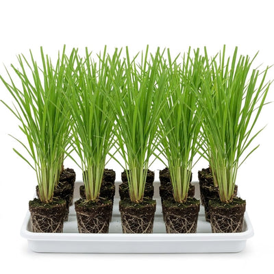 10 Perennial Lemon Grass Plants Live, Lemongrass Plants Stalks, Ready to Plant Herb, Size 5-9" in Tall, Well Rooted for Planting Outdoor, Full Sun