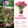 Set 2 Pink Oleander Plant, 4-8" Tall, Pink Oleander Flower Plants Live Starter, Flower Plant for Outdoor Garden and Landscape Planting
