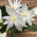 Easter Cactus Plant in 4'' Pot, Spring Blooming Succulent, Holiday Cactus, Indoor Flowering Houseplant (White Blooms)