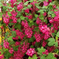 Live Currant Bush Plant Fast Growing, Ready Bear Fruit Within 1 Year - No NC, WV, NH, 6-14" Tall, Great for Backyard or Orchard Growing, Currant Plant (Blue)