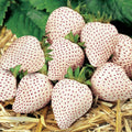 Combo 10 Roots White Strawberry Carolina Pineberry Live Plants, Indoors Outdoor for Planting, Very Fragrant, Sweet Flavor