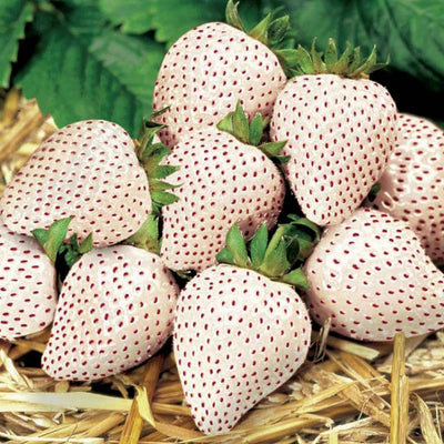 Combo 10 Roots White Strawberry Carolina Pineberry Live Plants, Indoors Outdoor for Planting, Very Fragrant, Sweet Flavor