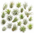Set 12 Air Plants Live, Assorted Tillandsia Plants for Indoor Decor, Terrariums, Office and Home Display