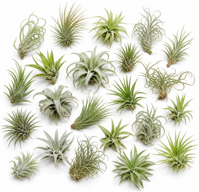 Set 12 Air Plants Live, Assorted Tillandsia Plants for Indoor Decor, Terrariums, Office and Home Display