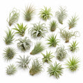 20 Assorted Live Air Plants Tillandsia Variety Pack, Easy Care Indoor House Plants for Home Decor and Terrariums