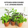 4 Assorted Herbs Plants, Mixed Herb Plants, Basil, Rosemary, Mint, Lemon Balm, and Other Varieties, 3-6" Live Herbs Collection for Indoors Outdoors Garden, Kitchen, Well Rooted, No Pot