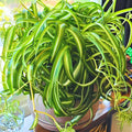 Spider Plant, Curly Spider Plant Live Indoor Houseplant 4 Inches Potted