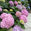 Blue Pink to Purple Hydrangea Flower Live Plant 4" Pot, Hydrangea Shrub Flower Plants for Outdoor or Indoor Planting, Change Color Perennial Plant