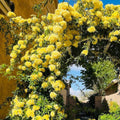 Rose Plant Live Ready to Plant, Fragrant Roses Flowers, in Pot, Ornamental Flowers Indoor Outdoor Home Garden (Lemon Rose)