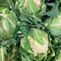 Set 2 of Cauliflower Plants Live Vegetable Plants, 2 Plants per Pot, Cauliflower Live Plants Gardening