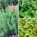 3 Assorted Herbs Plants, Cuban Oregano, Holy Basil, Rosemary, Mint Plant, Other Herbs Live Plant for Gardening, 3 to 5 Inc Tall, No Pot