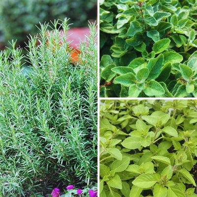 3 Assorted Herbs Plants, Cuban Oregano, Holy Basil, Rosemary, Mint Plant, Other Herbs Live Plant for Gardening, 3 to 5 Inc Tall, No Pot