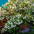 Old Fashion Viburnum Plant Live for Planting, Snowball Viburnum Shrub Viburnum Bush in 4 Inch Pot, Viburnum Tree Ready to Grow