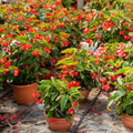 Mix Crown of Thorns Plant Live, Hardy Euphorbia Milii Crown of Thorn, 4'' Pot Indoor Houseplant (Red Euphorbia)