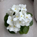 African Violet Plant, Live African Violet Flowers in 4'' Pot, Low-Maintenance Indoor Flowering Plant with Vibrant Blooms (White Blooms)