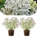 2 Milkweed Live Plants 4–7 Inches Tall, Milkweed Flowering Plants for Garden Beds, Borders or Landscape (White Milkweed)