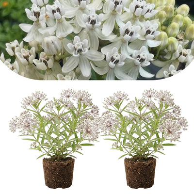 2 Milkweed Live Plants 4–7 Inches Tall, Milkweed Flowering Plants for Garden Beds, Borders or Landscape (White Milkweed)