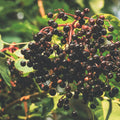 2 Black Elderberry Live Plants, Bare Root Berry Plant, 10-12 Inch Tall