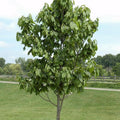Paw Paw Tree, Pawpaw Live Plant, Fruit Tree, 1-2 Ft Tall