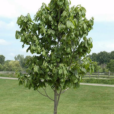 Paw Paw Tree, Pawpaw Live Plant, Fruit Tree, 1-2 Ft Tall