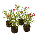 4 Mexican Petunia Live Plants 4–7 Inches Tall, Mexican Petunia Flowering Plants for Borders, Beds or Landscape (Red)