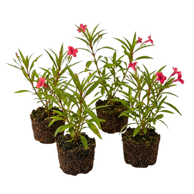 4 Mexican Petunia Live Plants 4–7 Inches Tall, Mexican Petunia Flowering Plants for Borders, Beds or Landscape (Red)