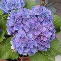 Deep Purple Blue to Red Pink Flower Hydrangea Plant Live 4" Pot, Hydrangea Shrub Flower Plants for Outdoor or Indoor Planting, Change Color Perennial Plant