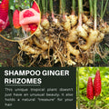 6 Rhizomes Awapuhi Shampoo Ginger Roots 1 Year Old, Fresh Red Ginger Rhizomes Oudoor Planting, Pinecone Zerumbet Zingiber, Ginger Lily Flowers