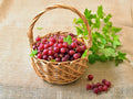 Gooseberry Plant Live, Gooseberry Bush Live Plant for Planting Your Garden, Gooseberry Shrub Starter Plant 5-9 Inch Height