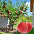of Georgia Peach Tree Plant Live, Fruit Tree Plant, 1-2 Ft Tall