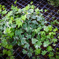 Live English Ivy Plant Indoor, Hardy English Ivy Plant, Variegated English Ivy Plant 4 Inc Pot for Gardening Indoor Outdoor