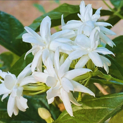 Set 2 Jasmine Plant Indoor Live, 5 to 7 Inc Tall, Jasmine Flower Plants Seedlings No Pot, Annual Flower Blooming