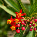 2 Milkweed Live Plants 4–7 Inches Tall, Milkweed Flowering Plants for Garden Beds, Borders or Landscape (Tropical Milkweed)