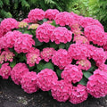 Pink to Deep Red Hydrangea Flower Plant Live 4" Pot, Hydrangea Shrub Flower Plants for Outdoor or Indoor Planting, Change Color Perennial Plant