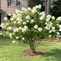 Hydrangea Plant Live for Planting, 7-12" Tall, Hydrangea Tree Live Plant in Pot, Hydrangea Flowers (Lime Hydrangea)