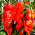 Bhut Jolokia Chile Ghost Pepper Plant Live in 2.5 Inch Pot for Planting Outdoor