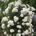 Fragrant Rose Plant Live Bush Shrub or Climbing, Old-Fashioned Roses Summer Rebloomer in 2.5 Inch Pot, Lanscape Rose Plant (Assorted) (White)
