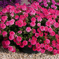 Pack 3 Pink Verbena Plants Live Perennial Ground Cover, No Pot, 5-9" in Tall, Can Grow As Trailing Bushes, Spring Flowers