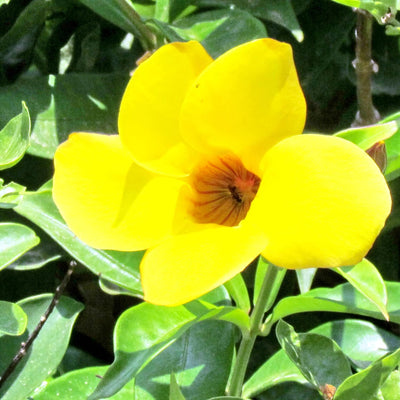 Yellow Mandevilla Live Plant, Climbing Mandevilla Plant, 5 to 7 Inches Tall Starter Plants, Well Rooted for Planting Outdoor Garden
