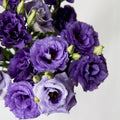 Purple Lisianthus Live Plant 3-5" Tall, Eustoma Lisianthus Flowers Plant, Purple Blooming Flower for Outdoor and Indoor Growing, No Pot