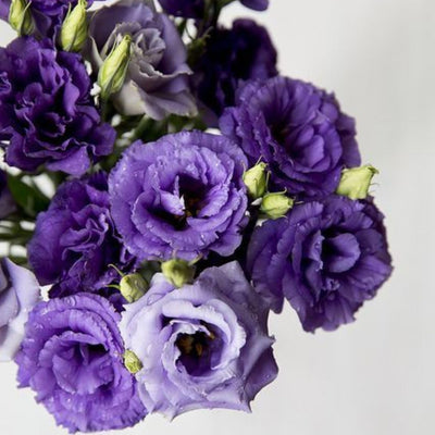 Purple Lisianthus Live Plant 3-5" Tall, Eustoma Lisianthus Flowers Plant, Purple Blooming Flower for Outdoor and Indoor Growing, No Pot