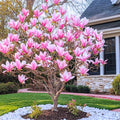 Magnolia Tree Live Plant, Magnolia Flowers Bush, 6-12 Inches Tall, in Pot, Fragrant Magnolia Shrub Ready to Grow (Jane Magnolia)
